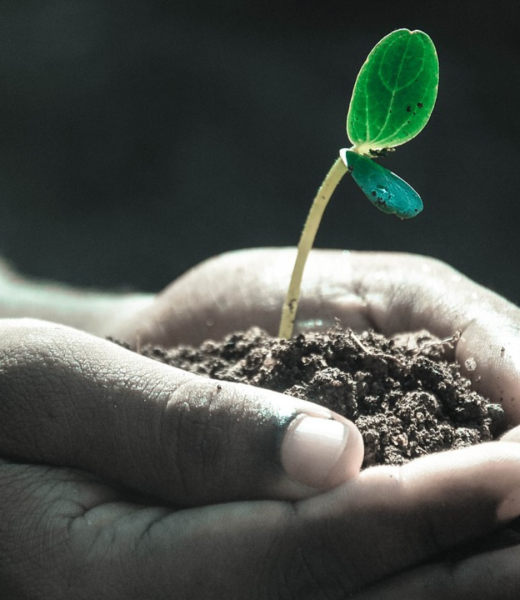 Plant a seed-Donate!